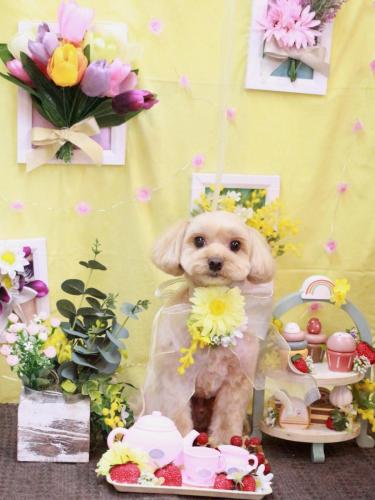 20230324ショコラくん